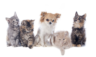 Image showing maine coon kitten and chihuahua