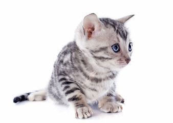 Image showing bengal kitten