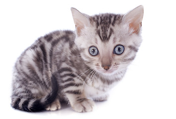 Image showing bengal kitten
