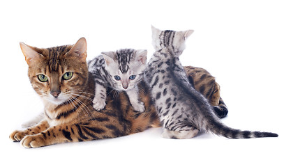 Image showing bengal kitten and adult