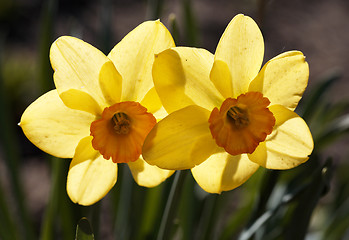 Image showing Yellow Narcissus