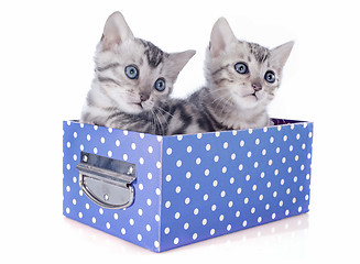 Image showing bengal kitten in box