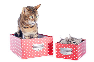 Image showing bengal family in box