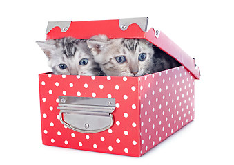 Image showing bengal kitten in a box