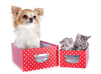 Image showing bengal kitten and chihuahua