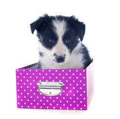 Image showing puppy border collie in a box