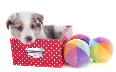 Image showing puppy border collie in box