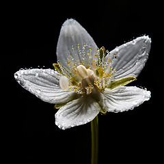 Image showing Dew on grass-of-Parnassus flower