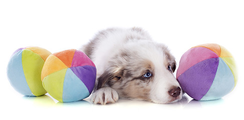 Image showing puppy border collie