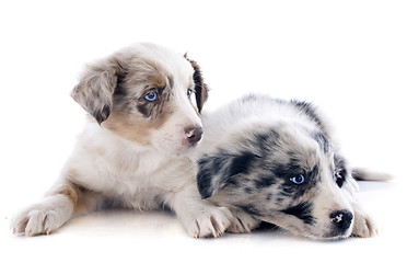 Image showing puppies border collie