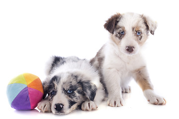 Image showing puppies border collie