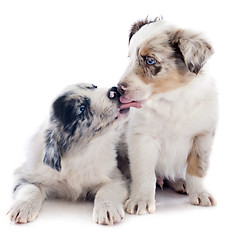 Image showing puppy border collie