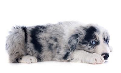 Image showing puppy border collie