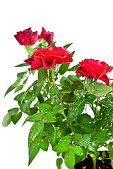 Image showing red roses with water drops