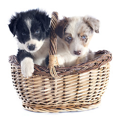Image showing puppies border collie