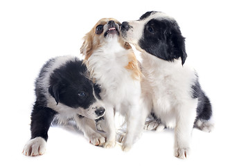 Image showing puppies border collies and chihuahua