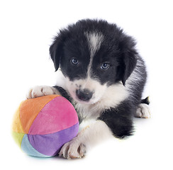 Image showing puppy border collie and ball