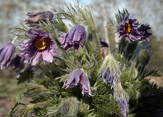 Image showing Pasque-flowers