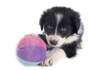 Image showing puppy border collie