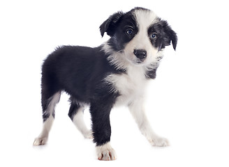 Image showing puppy border collie