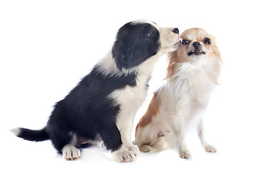 Image showing puppy border collie and angry chihuahua