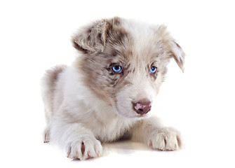 Image showing puppy border collie