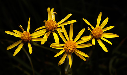 Image showing Senecio jacobea