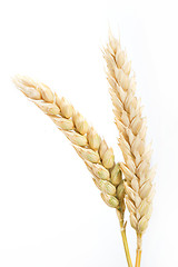 Image showing Close up wheat cereal crops