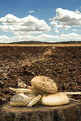 Image showing Bread and wheat ears. Plowed land