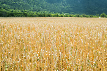 Image showing Cereal crops 