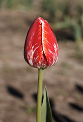 Image showing Red Tulip