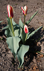 Image showing Red Tulips