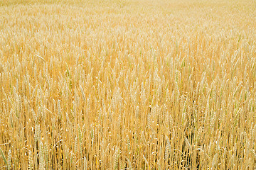 Image showing Cereal crops 