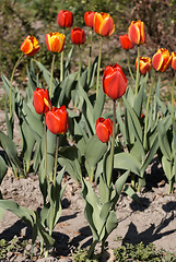 Image showing Red Tulips