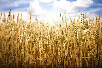 Image showing Cereal crops and sunlight