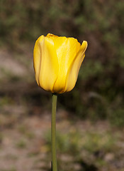 Image showing Yellow Tulip