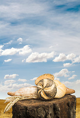 Image showing Bread and wheat cereal crops.