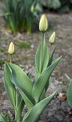 Image showing Yellow Tulips