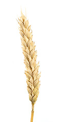 Image showing Close up wheat cereal crops