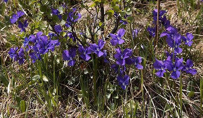 Image showing Viola altaica