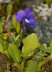 Image showing Viola altaica