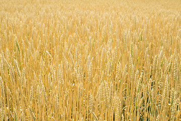 Image showing Cereal crops 