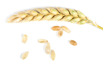 Image showing Close up wheat cereal crops