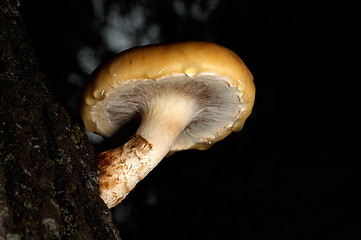 Image showing Mushroom