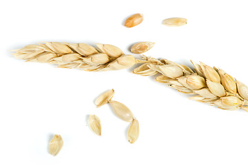 Image showing Close up wheat cereal crops