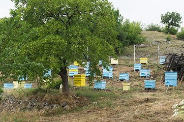 Image showing Meadow with bee hives