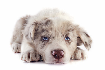 Image showing puppy border collie