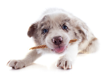 Image showing eating puppy border collie