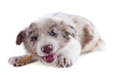 Image showing eating puppy border collie