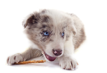 Image showing eating puppy border collie